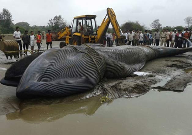 30footlongwhalewashedashoreinmumbai
